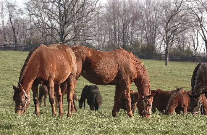 Equine Vesicular Stomatitis