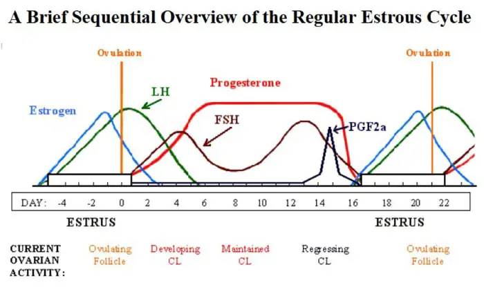 FSH and LH Hormone Cycle