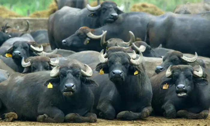 Farm Animals- Buffaloes