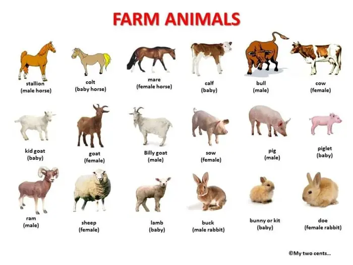 10 Most Common Farm Animals of the World You Should Know