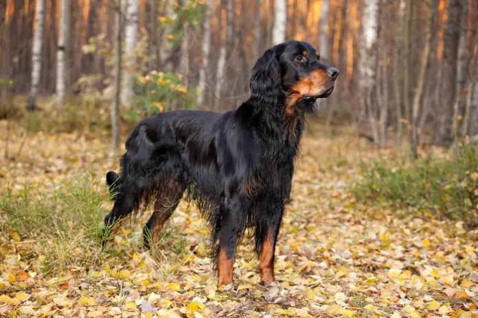 Fibrosarcoma in Dogs