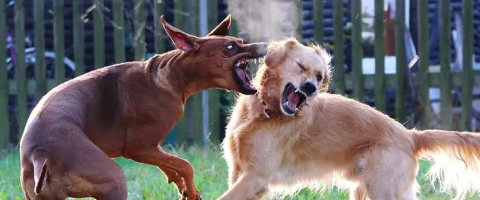 Fighting Dogs