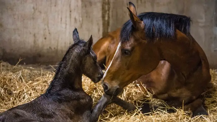 Foal and Mare