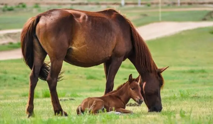 Foaling in Horse