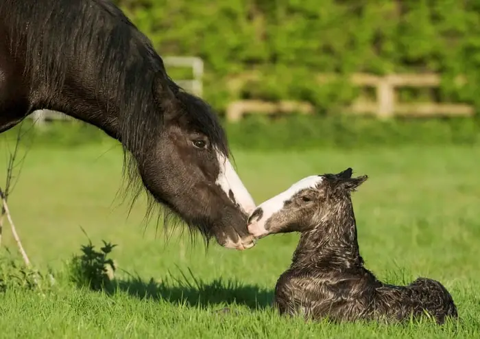 Foaling in Mare