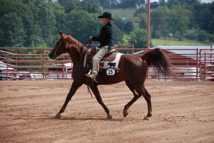 Gait of Missouri Fox Trotter Horse