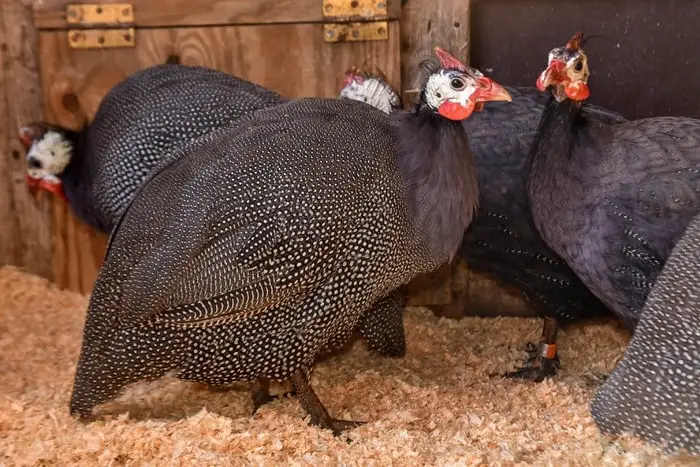 Guinea Fowl