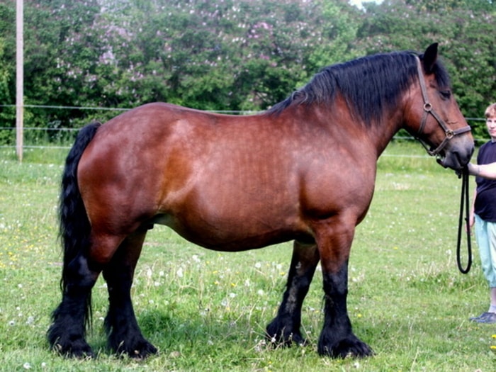 Health of Ardennes Horse