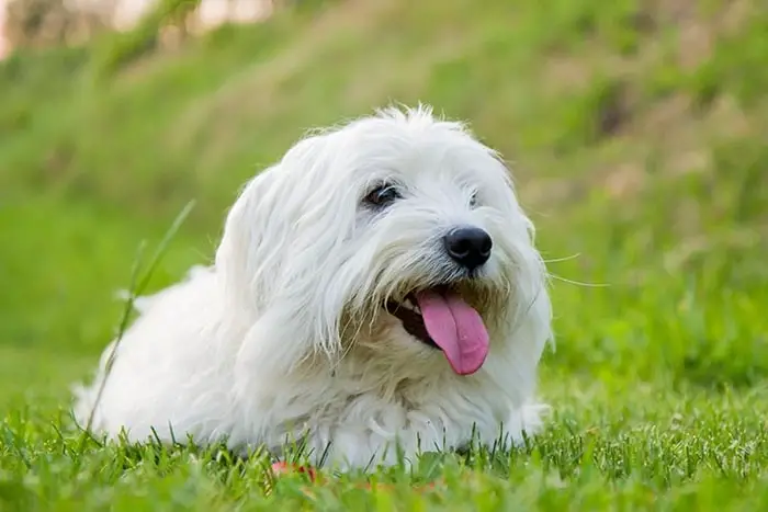 Health of Coton Dog