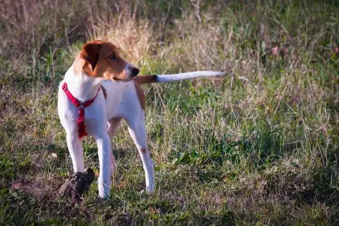 Horizontal Tail of Dog