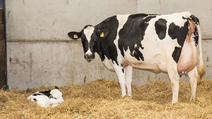 Ketosis in Cattle