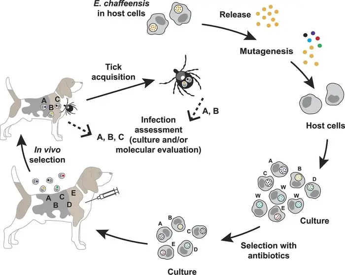 Life Cycle of Canine Ehrlichiosis