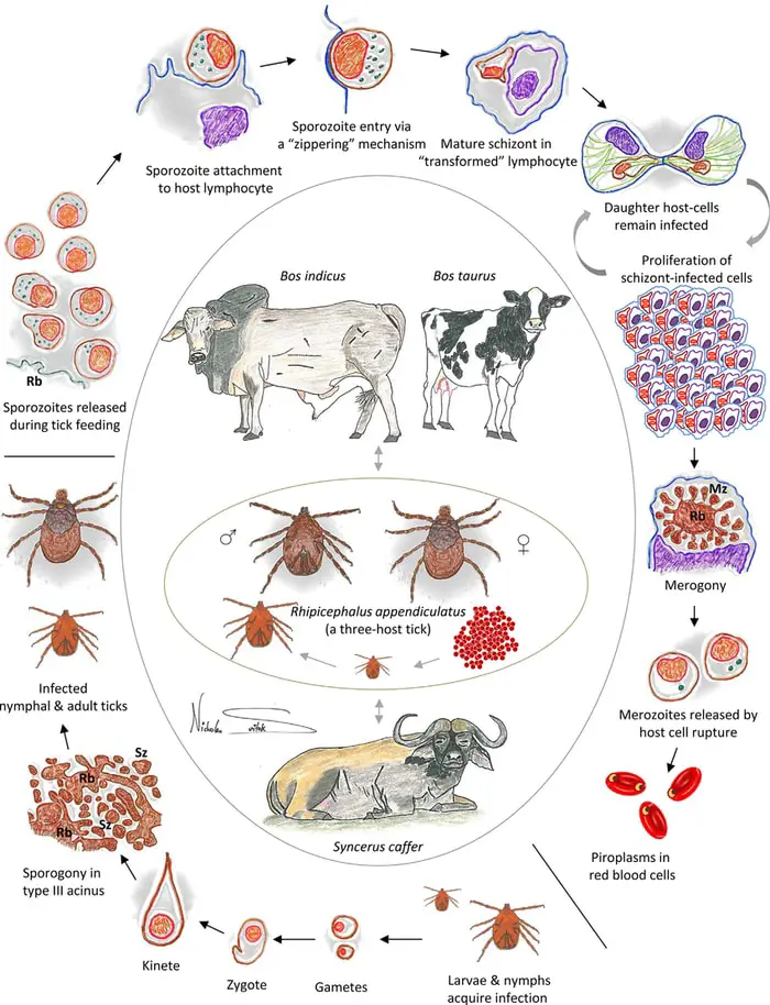 Life Cycle of Theileria Organism