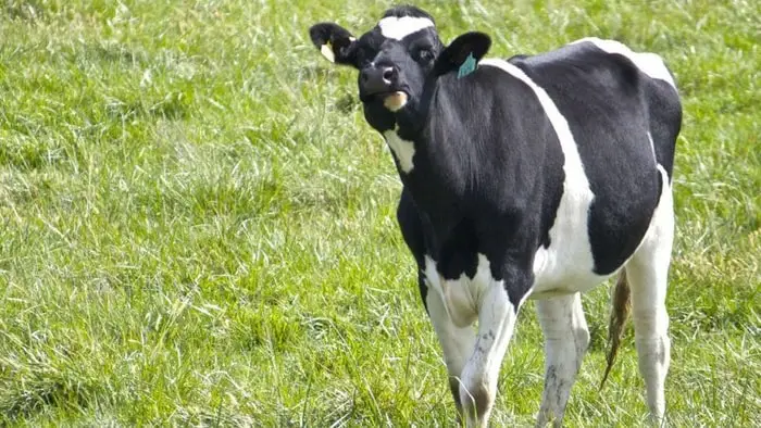 Mad Cow Diseases