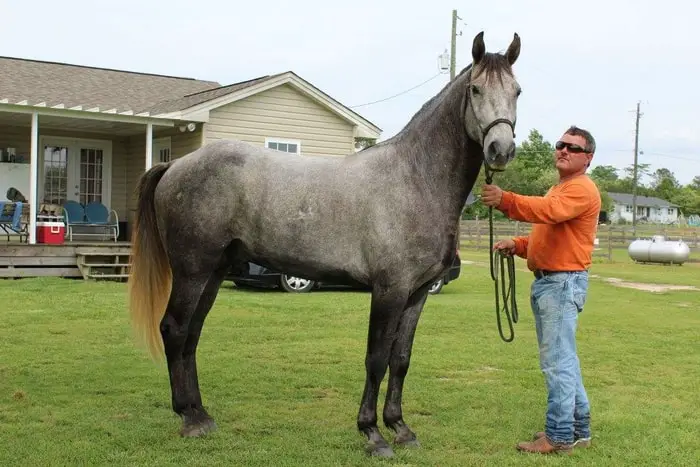 Missouri Fox Trotter Horse