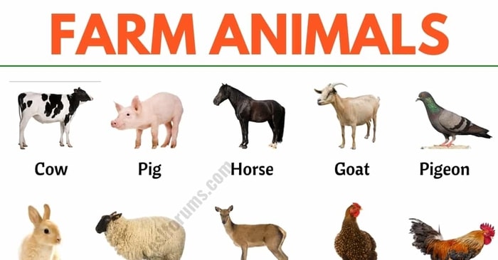 Most Common Farm animals