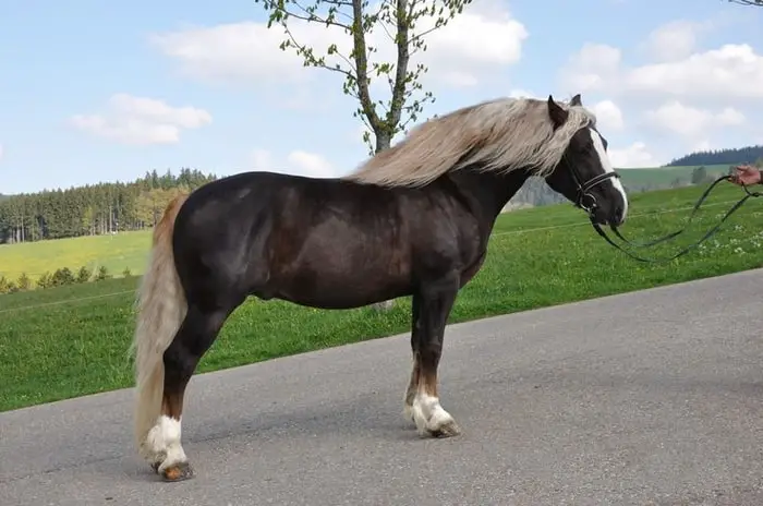 Noriker Horse in a Road
