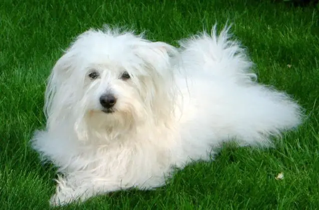 Origin of Coton De Tulear