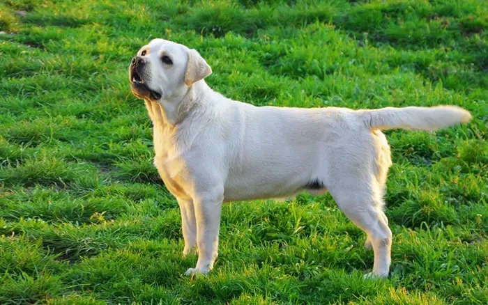 Otter Tail of Labrador Dog