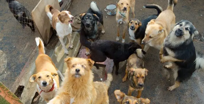 Overpopulation of Dogs