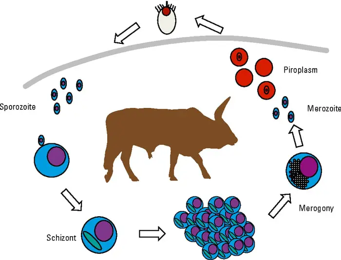 Pathogenesis of Bovine Theileriosis