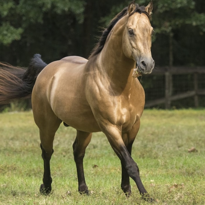Pathogenesis of Hyperkalemic Periodic Paralysis in Horses