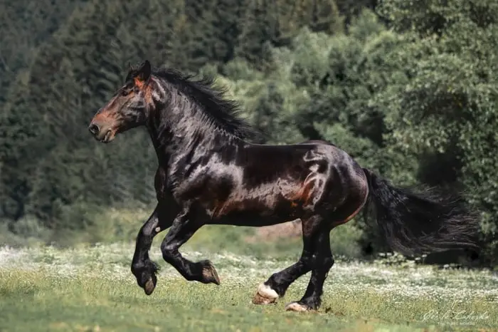 Physical Characteristics of Horse