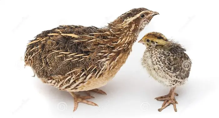 Poultry Bird Quail