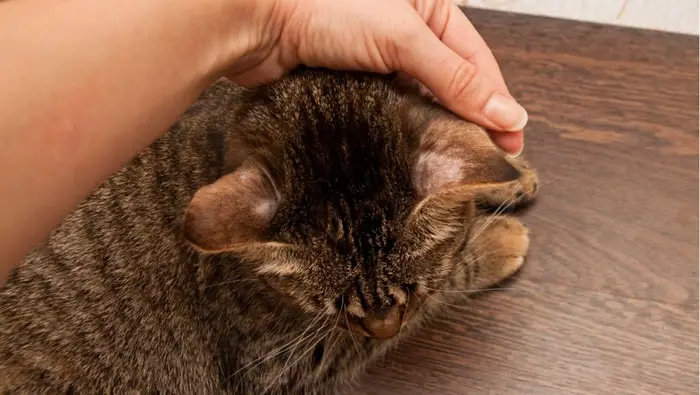 Prevention of Feline Ringworm