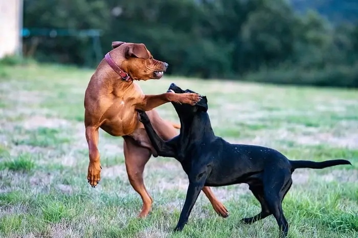 Problems with Dogs - Dog Fighting