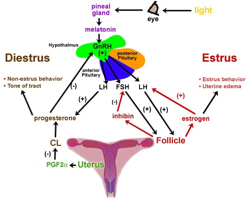Production and Action of Equine Hormones