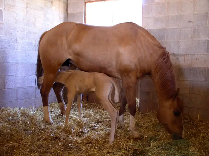 Reproductive Hormones of Horses