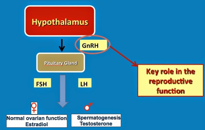 Reproductive Hormones of Mare