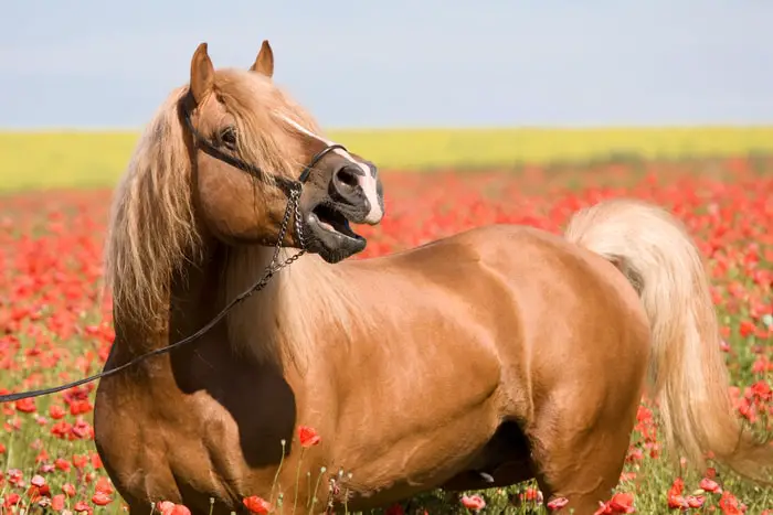 Reproductive Hormones of Stallion