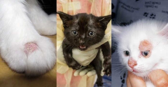 Ringworm in Cats