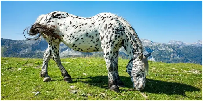 Spotted Horse