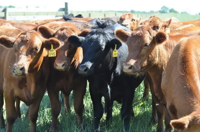 Theileriosis in Cattle