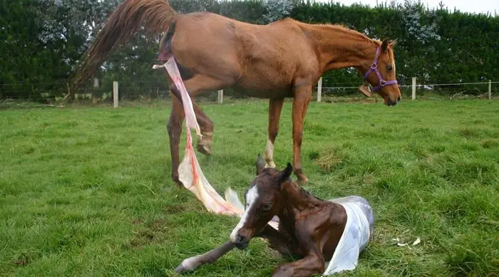 Third Stages of Foaling