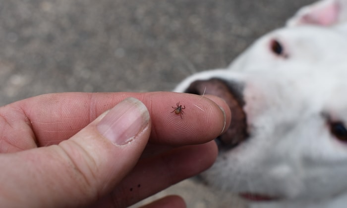 Ticks of Dog