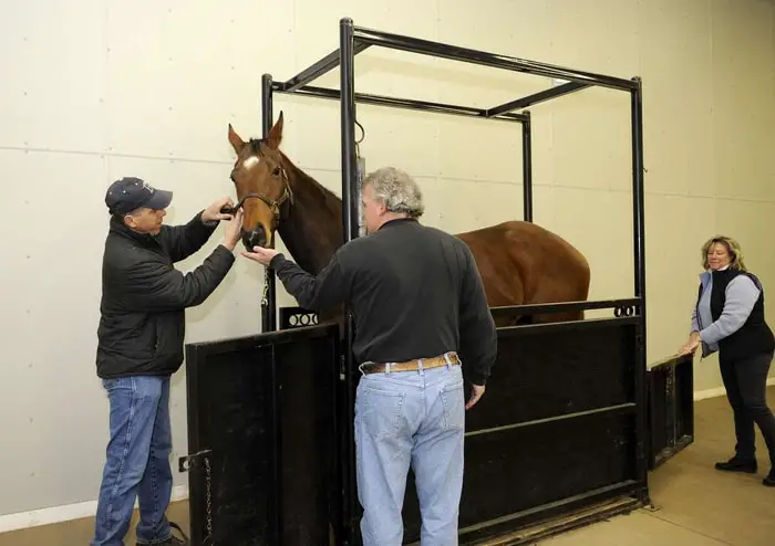 Transmission of Contagious Equine Metritis