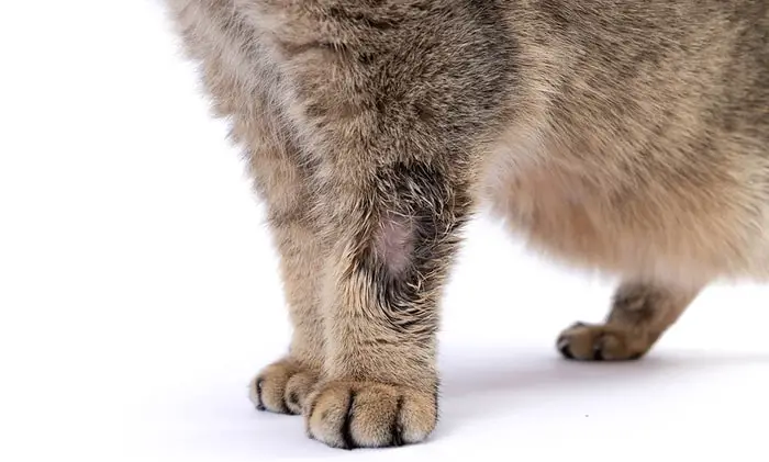 Transmission of Ringworm in Cats