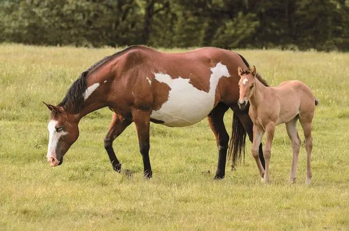 Treatment of Contagious Equine Metritis