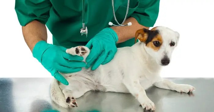 Treatment of Ehrlichiosis in Dogs