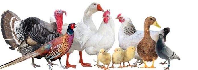 Types of Chicken