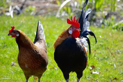Types of Poultry- Jungle Fowl