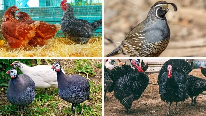 Types of Poultry