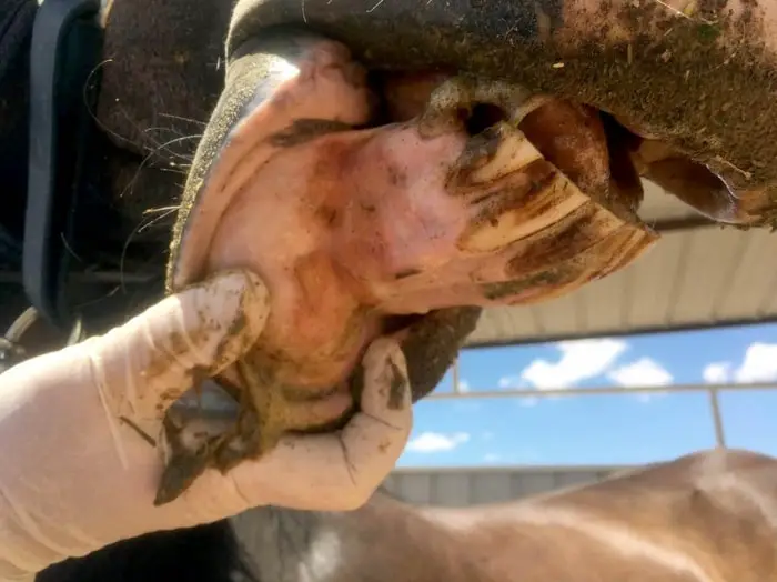 Vesicles in Mucous Membrane of Horse