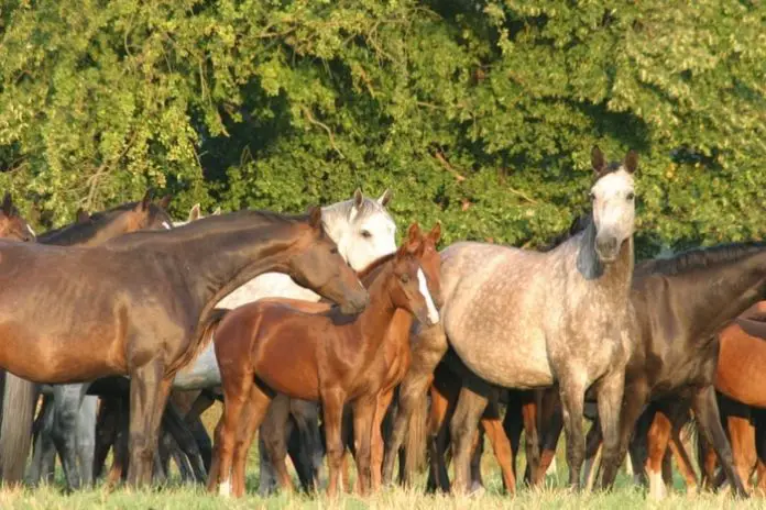 Vesicular Stomatitis in Horse
