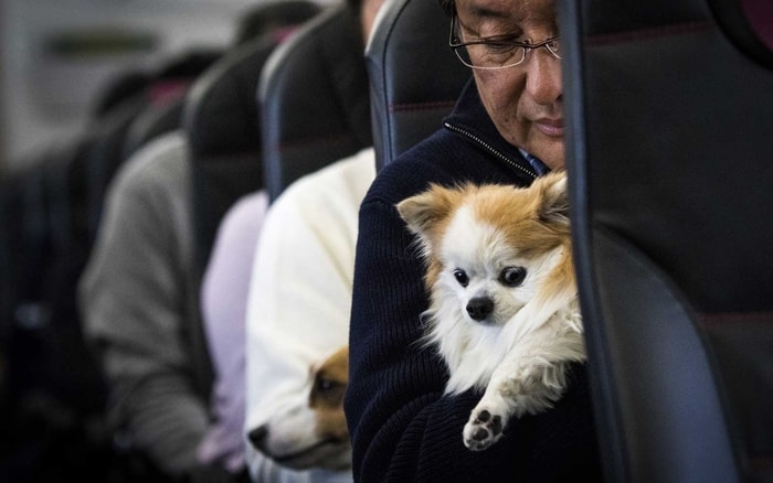 Airline Dog Laws