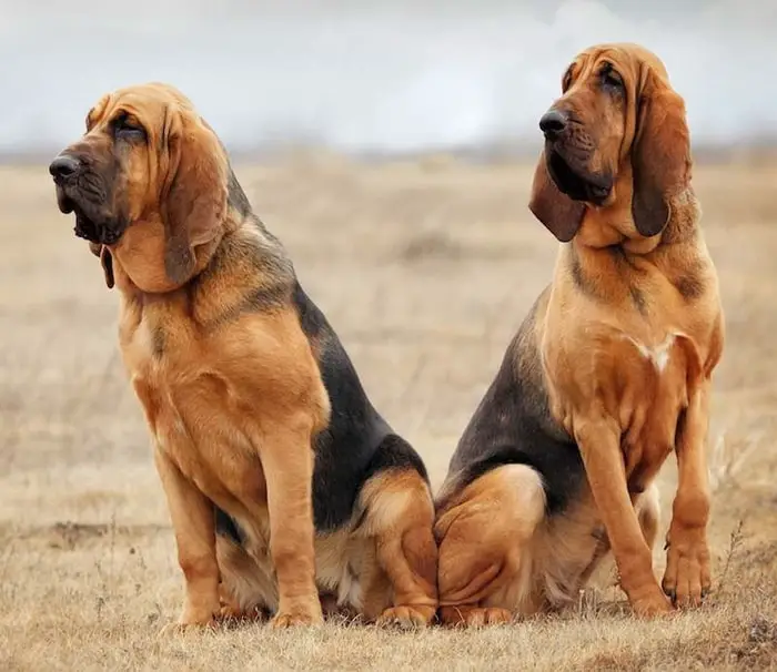 Beautiful Bloodhound Dog Breed